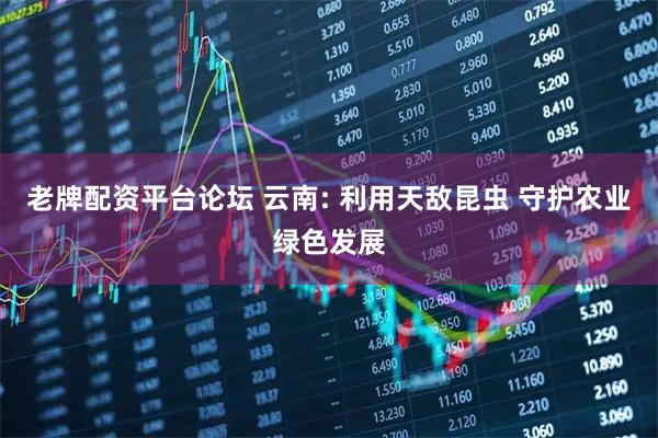 老牌配资平台论坛 云南: 利用天敌昆虫 守护农业绿色发展